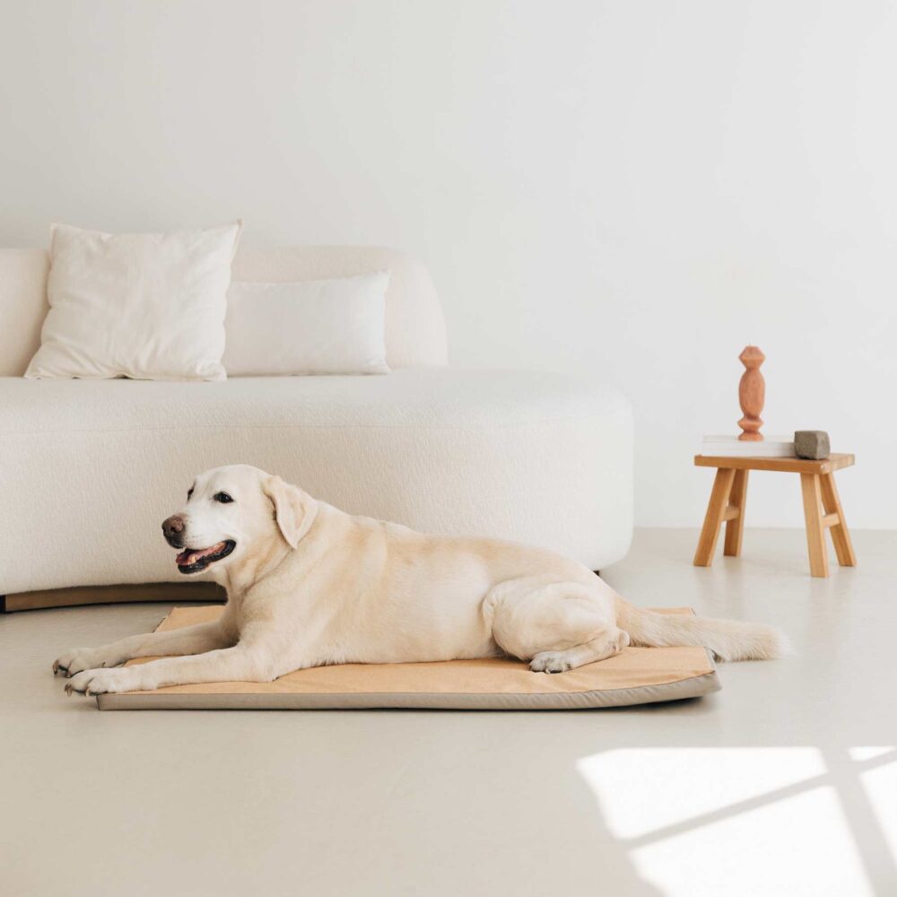 EnrollaDog cama para perros color naranja